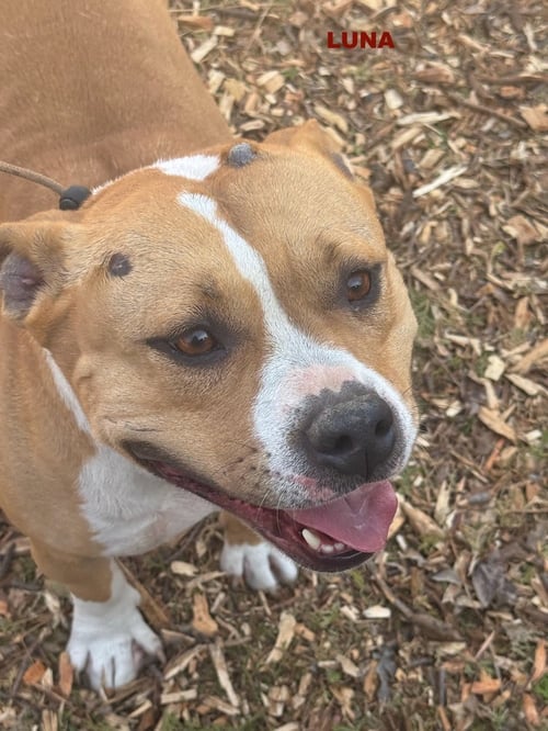 LUNA ( LOVE BUG) - Staffordshire Bull Terrier available for adoption