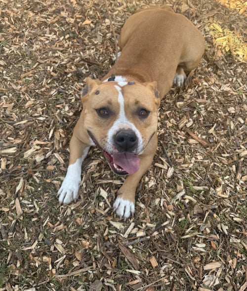 LUNA ( LOVE BUG) - Staffordshire Bull Terrier available for adoption