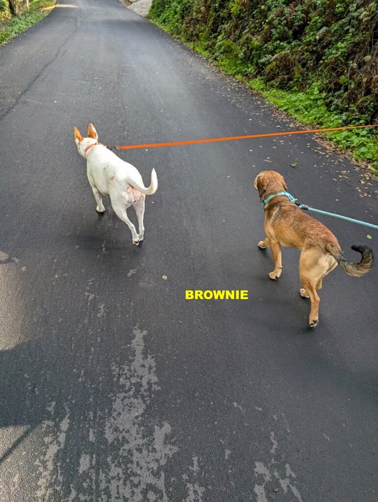 BROWNIE - Beagle available for adoption