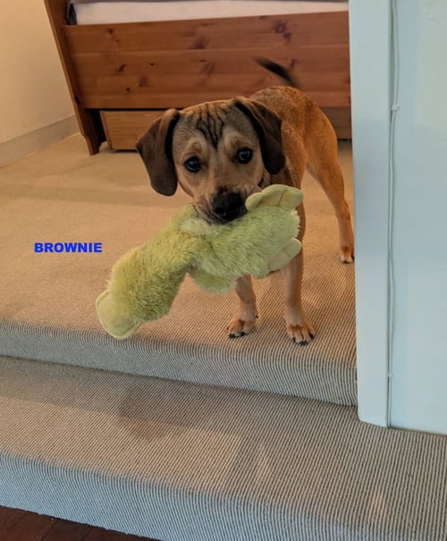 BROWNIE - Beagle available for adoption