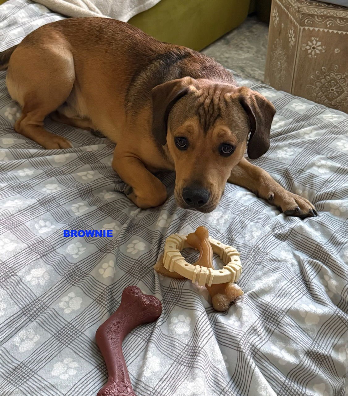 BROWNIE - Photo 3