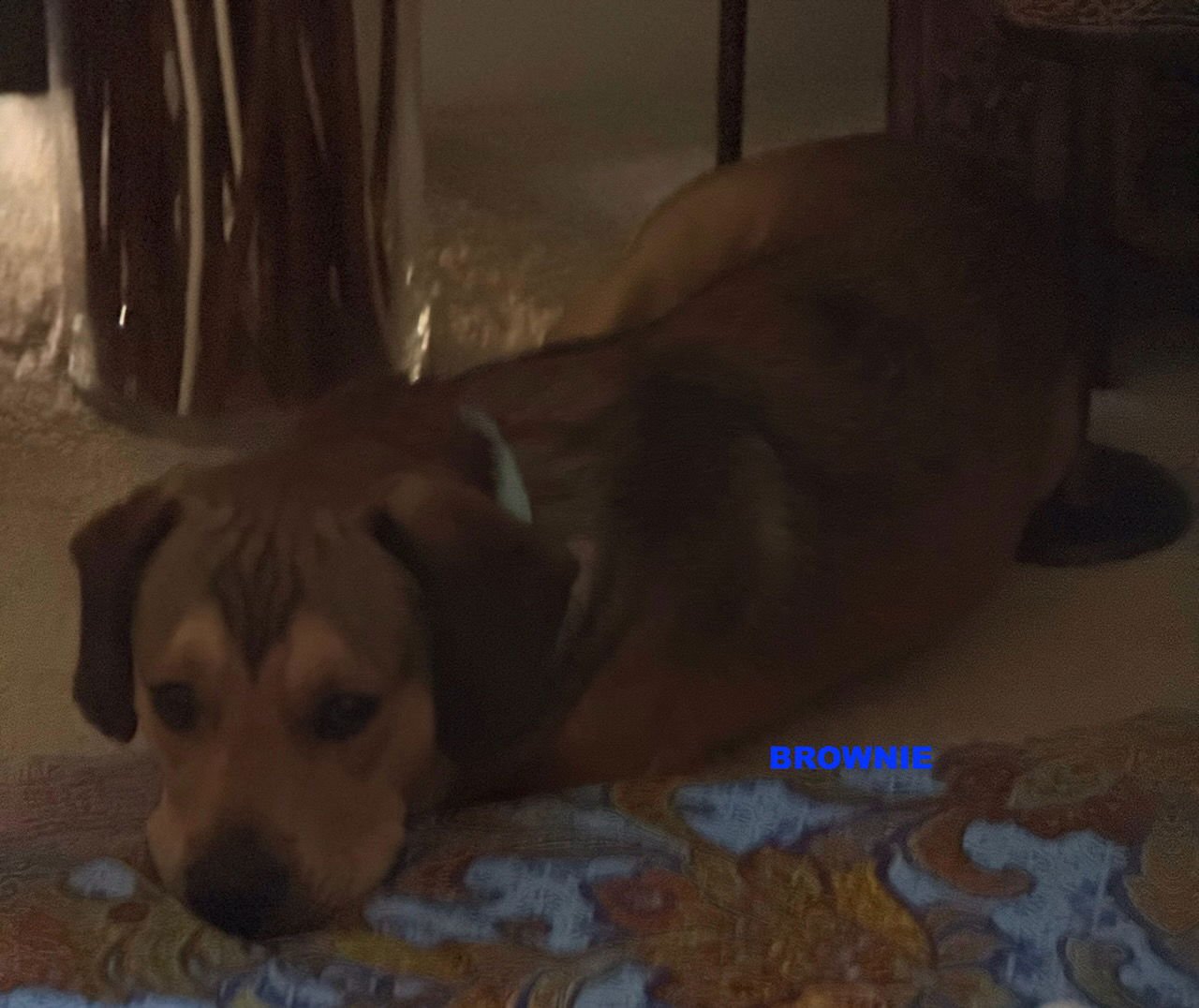 BROWNIE - Photo 4