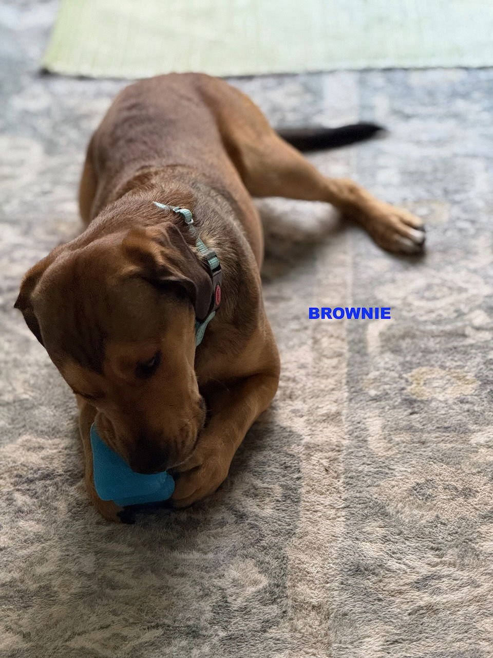 BROWNIE - Photo 5
