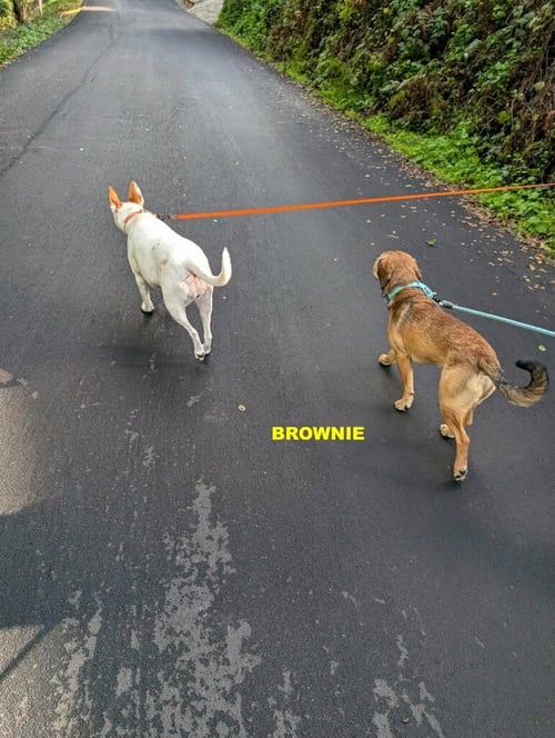 BROWNIE - Beagle available for adoption