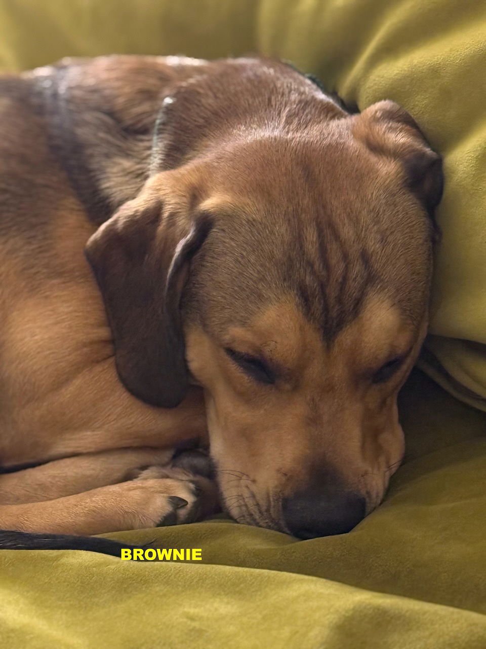 BROWNIE - Photo 6