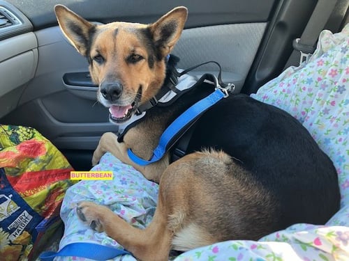 BUTTER BEAN - Shepherd available for adoption