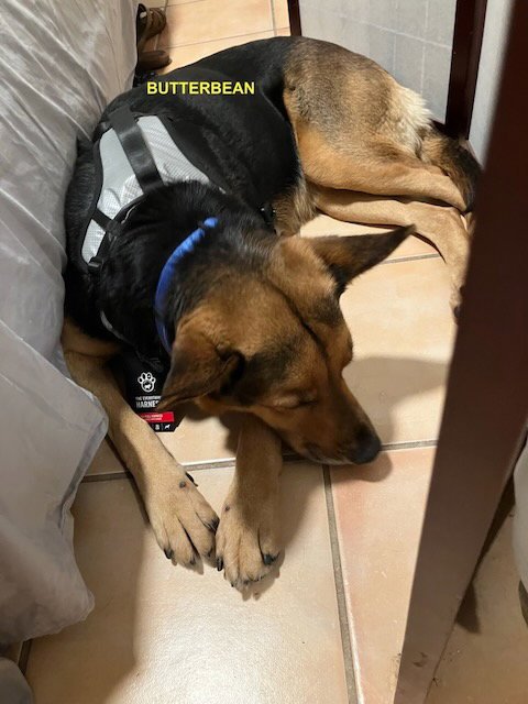 BUTTER BEAN - Shepherd available for adoption