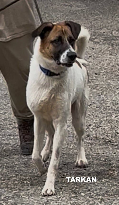 TARKAN - Unknown available for adoption