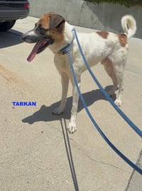 TARKAN - Photo 6
