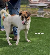 TARKAN - Photo 5