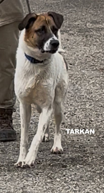 TARKAN Image