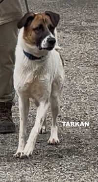 TARKAN - Photo 1