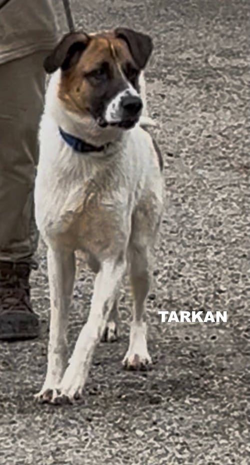 TARKAN - Unknown available for adoption