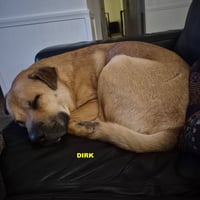 DIRK - Photo 4