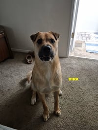 DIRK - Photo 5