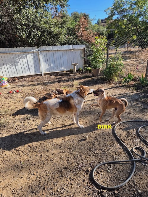DIRK - Shar Pei / Black Mouth Cur available for adoption