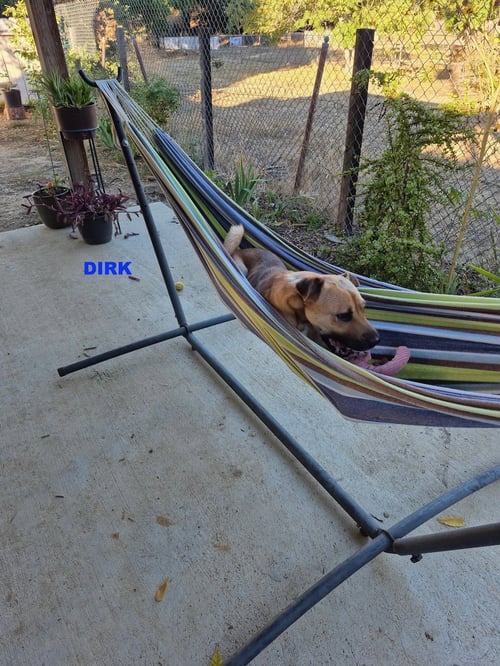 DIRK - Shar Pei / Black Mouth Cur available for adoption
