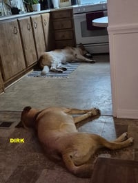 DIRK - Photo 6