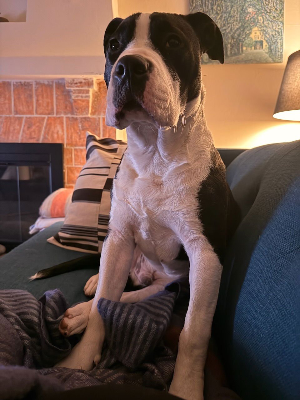 LIL JON - Terrier available for adoption