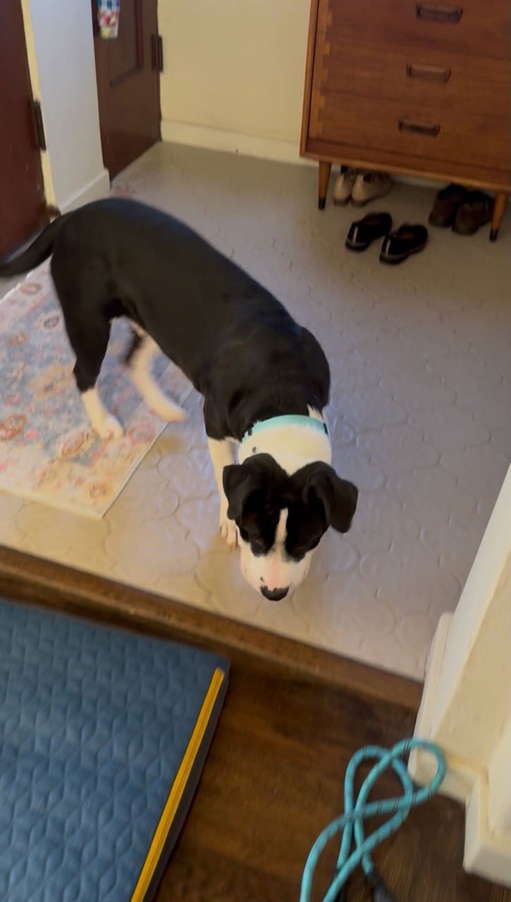 LIL JON - Terrier available for adoption