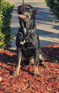 VITO - Photo 6