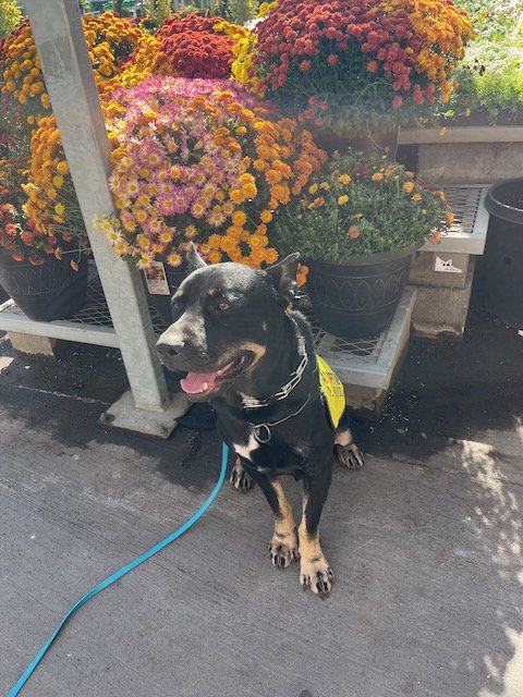 VITO - Staffordshire Bull Terrier / Doberman Pinscher available for adoption