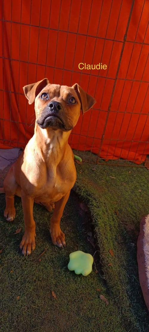 CLAUDIE - Boxer / Labrador Retriever available for adoption