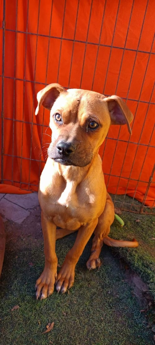 CLAUDIE - Boxer / Labrador Retriever available for adoption