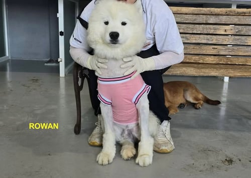 ROWAN