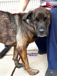 HUXLEY - Photo 8