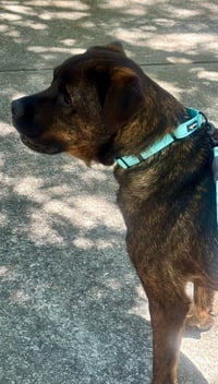 HUXLEY - Photo 4