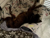 HUXLEY - Photo 1