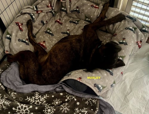 HUXLEY - Rottweiler available for adoption