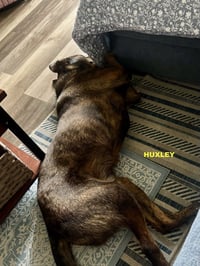 HUXLEY - Photo 3