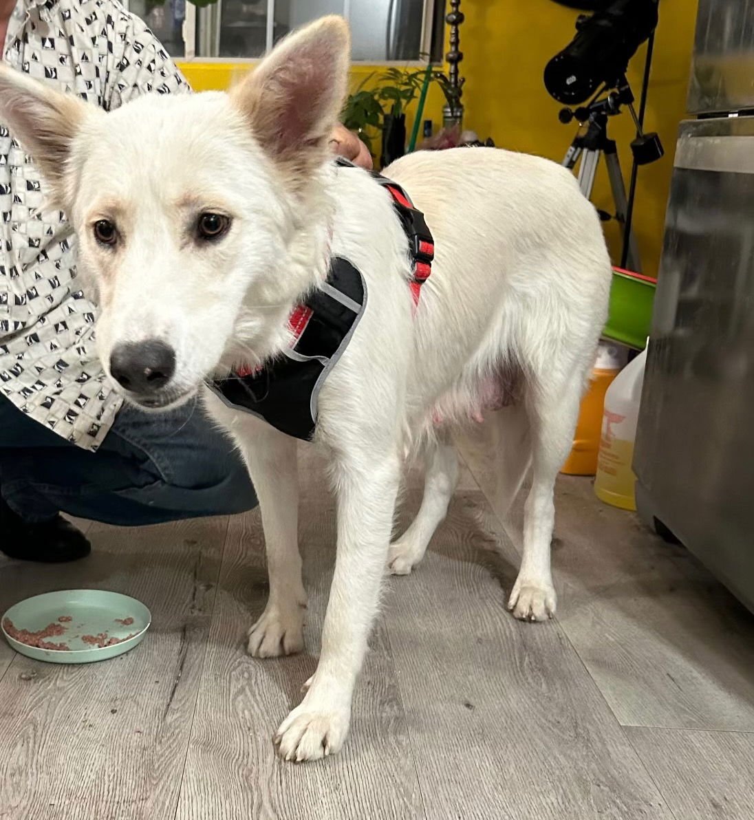 LUCY - Carolina Dog available for adoption