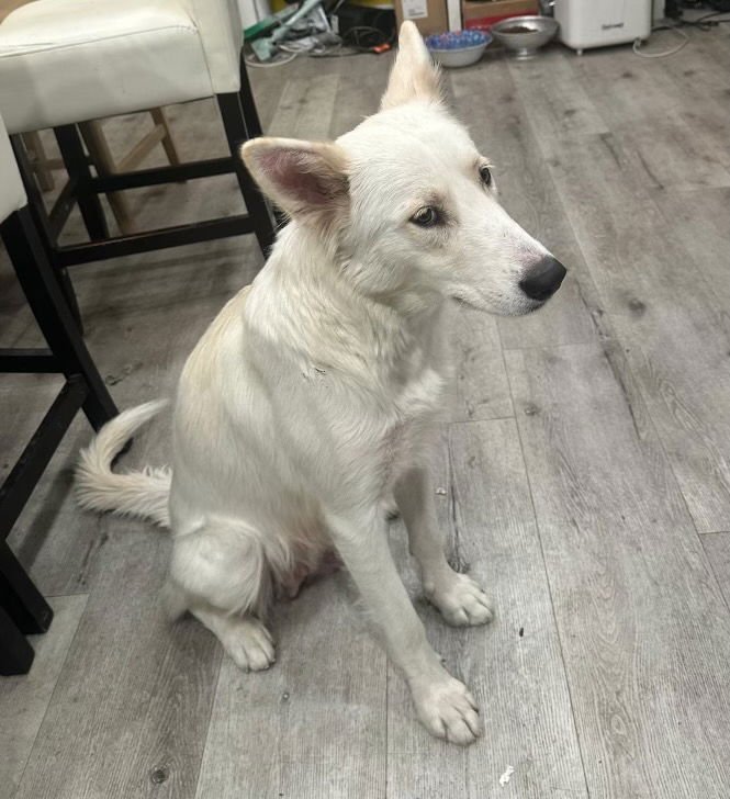 LUCY - Carolina Dog available for adoption