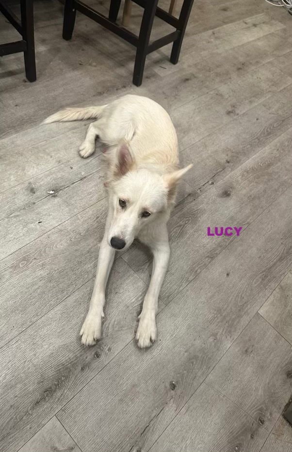 LUCY - Photo 3