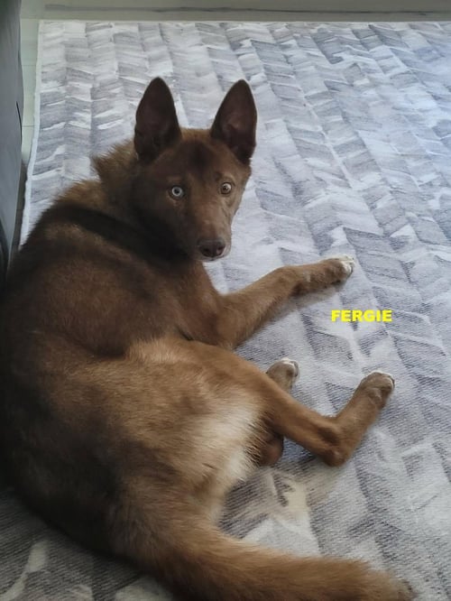 FERGIE - Australian Kelpie / Husky available for adoption