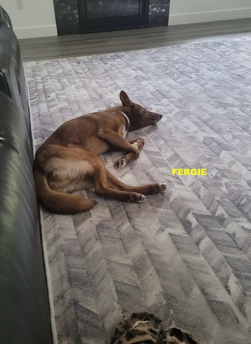 FERGIE - Australian Kelpie / Husky available for adoption