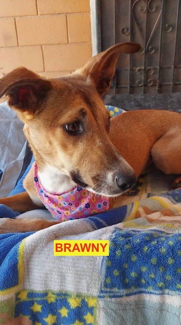 BRAWNY - Greyhound / Labrador Retriever available for adoption