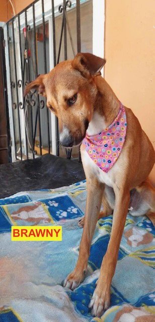 BRAWNY - Greyhound / Labrador Retriever available for adoption