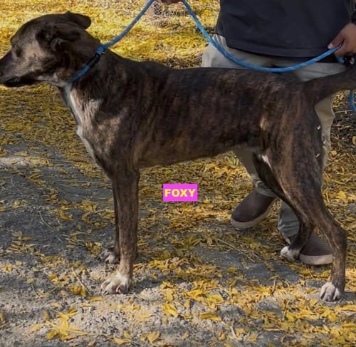 FOXY - Labrador Retriever / Cane Corso Mastiff available for adoption