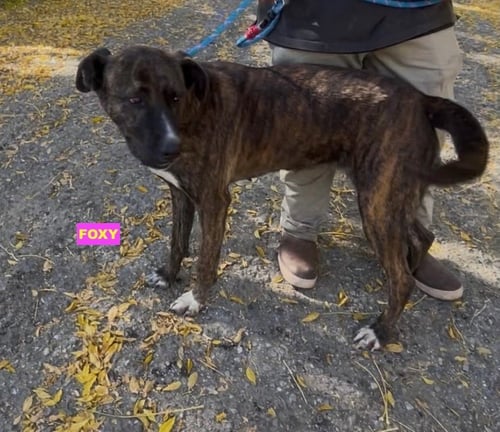 FOXY - Labrador Retriever / Cane Corso Mastiff available for adoption