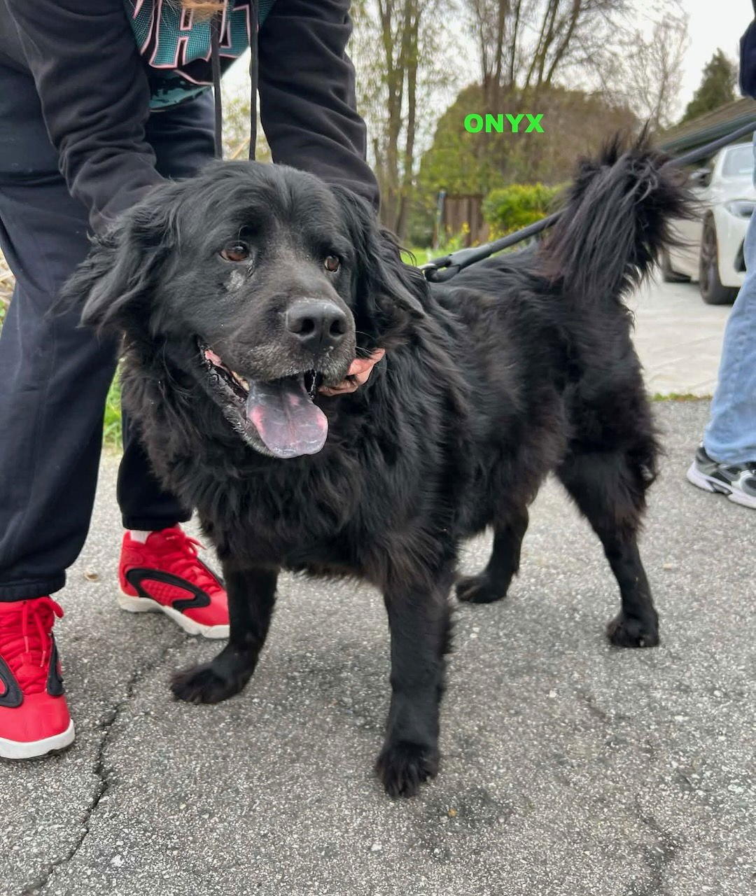 ONYX - Flat-coated Retriever available for adoption