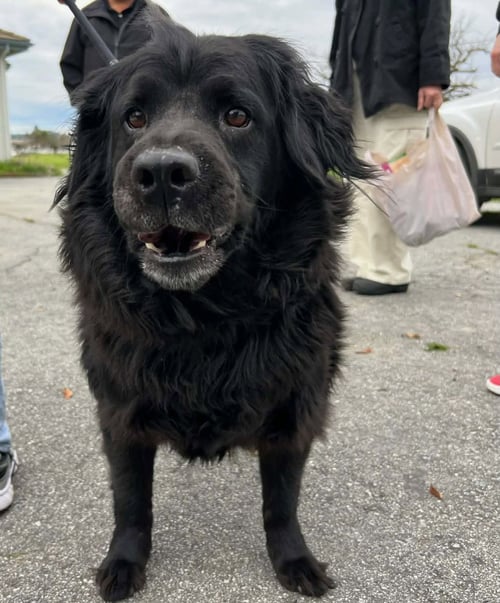 ONYX - Flat-coated Retriever available for adoption