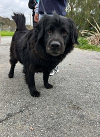 ONYX - Photo 3