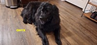 ONYX - Photo 4