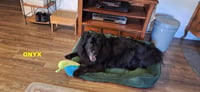 ONYX - Photo 5