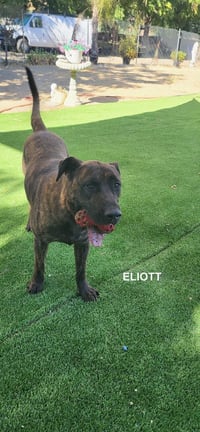 ELIOTT - Photo 5