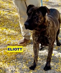 ELIOTT - Photo 2